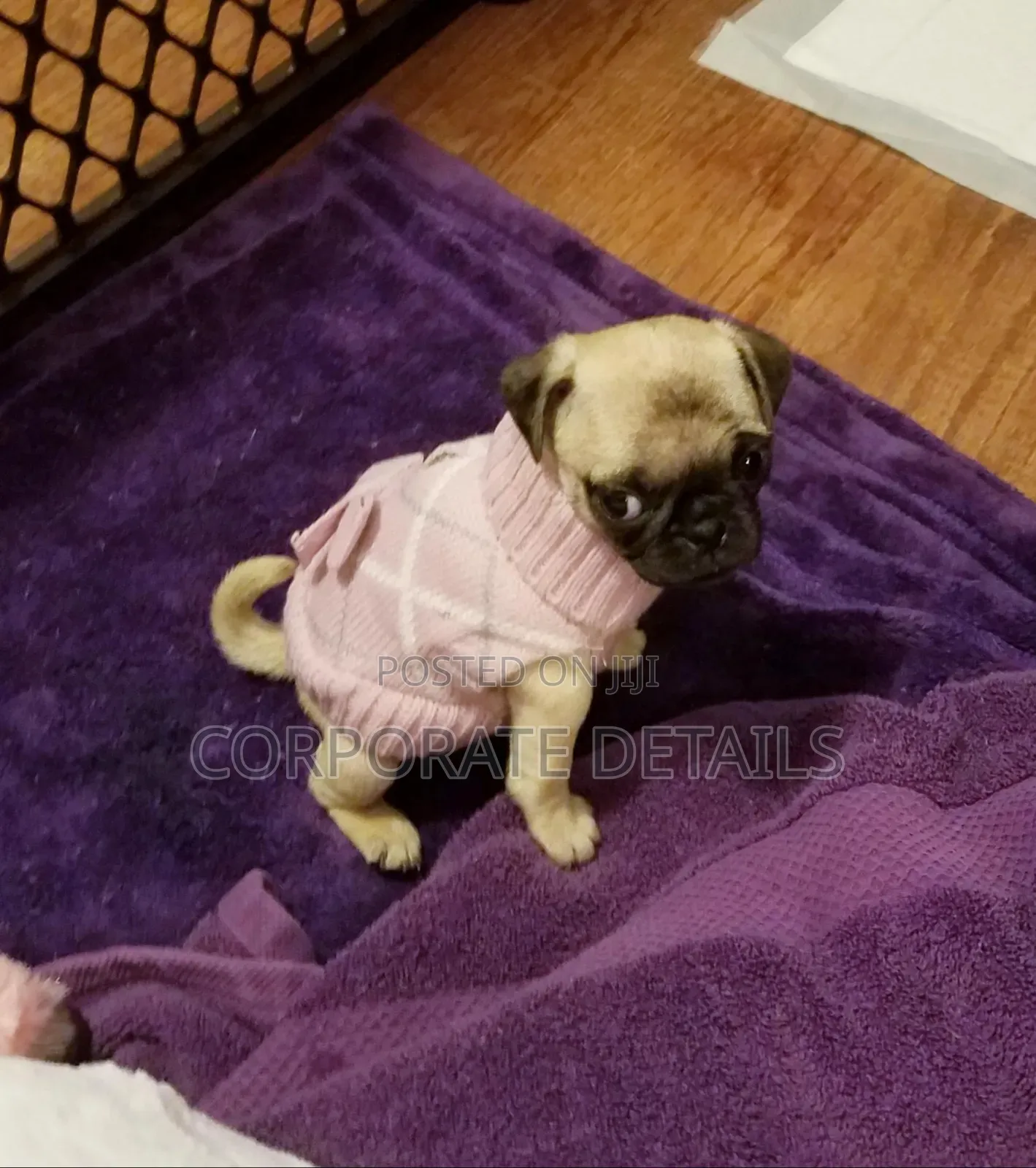 1-3 months Female Purebred Pug
