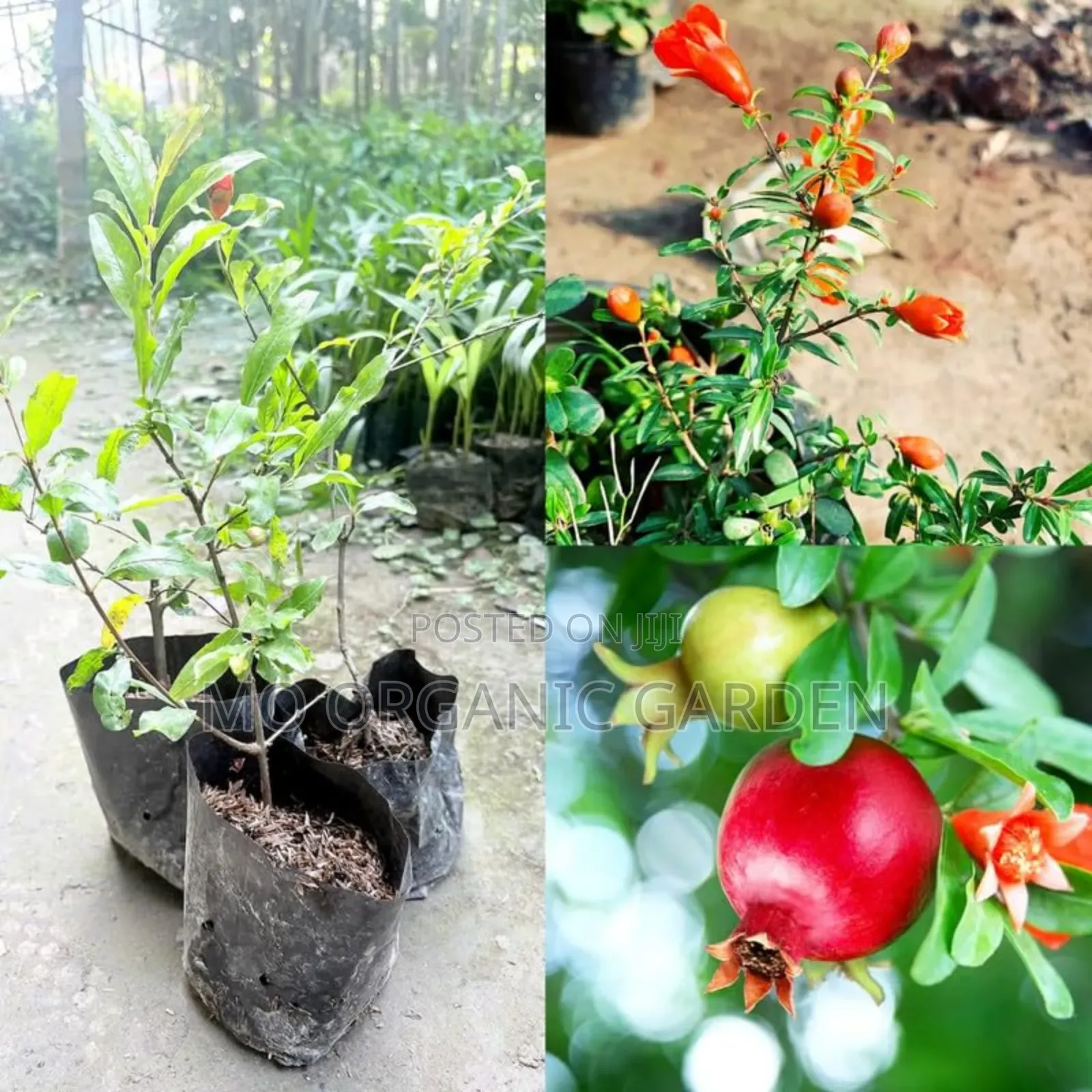 Pink Satin Pomegranate Plant Seedling