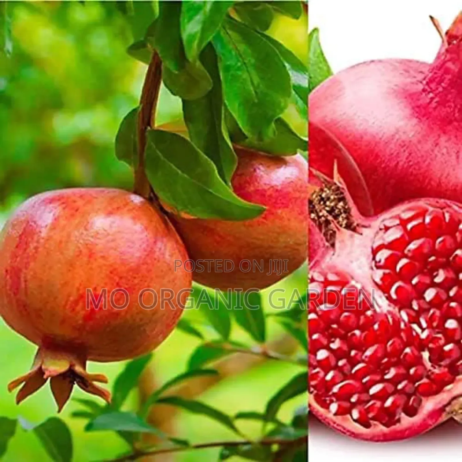 Pink Satin Pomegranate Plant Seedling