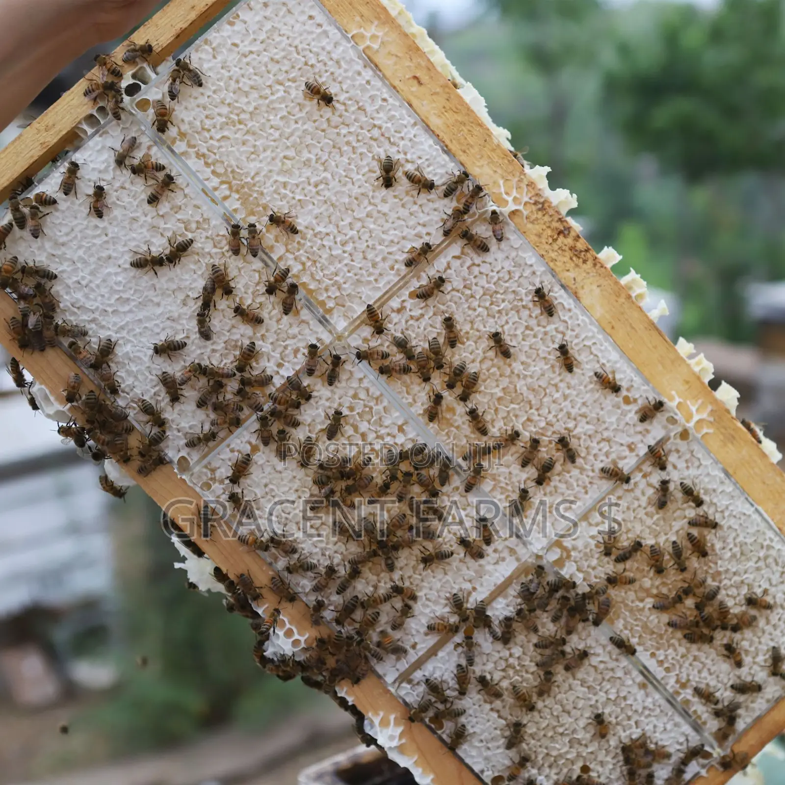 Vitex Flower Fresh Whole Honeycomb Honey - (500g)