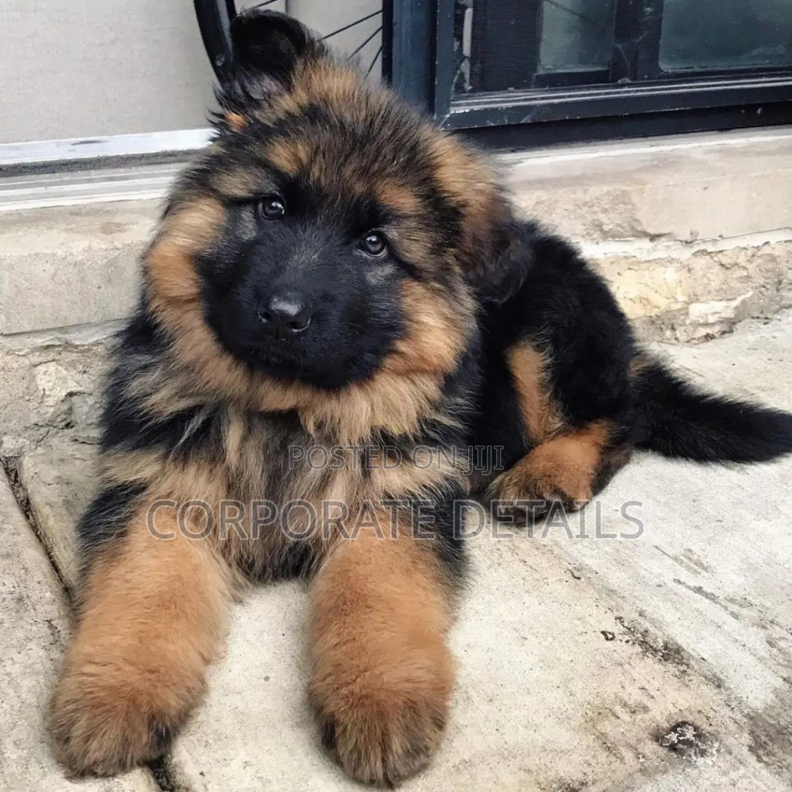 1-3 months Female Purebred German Shepherd