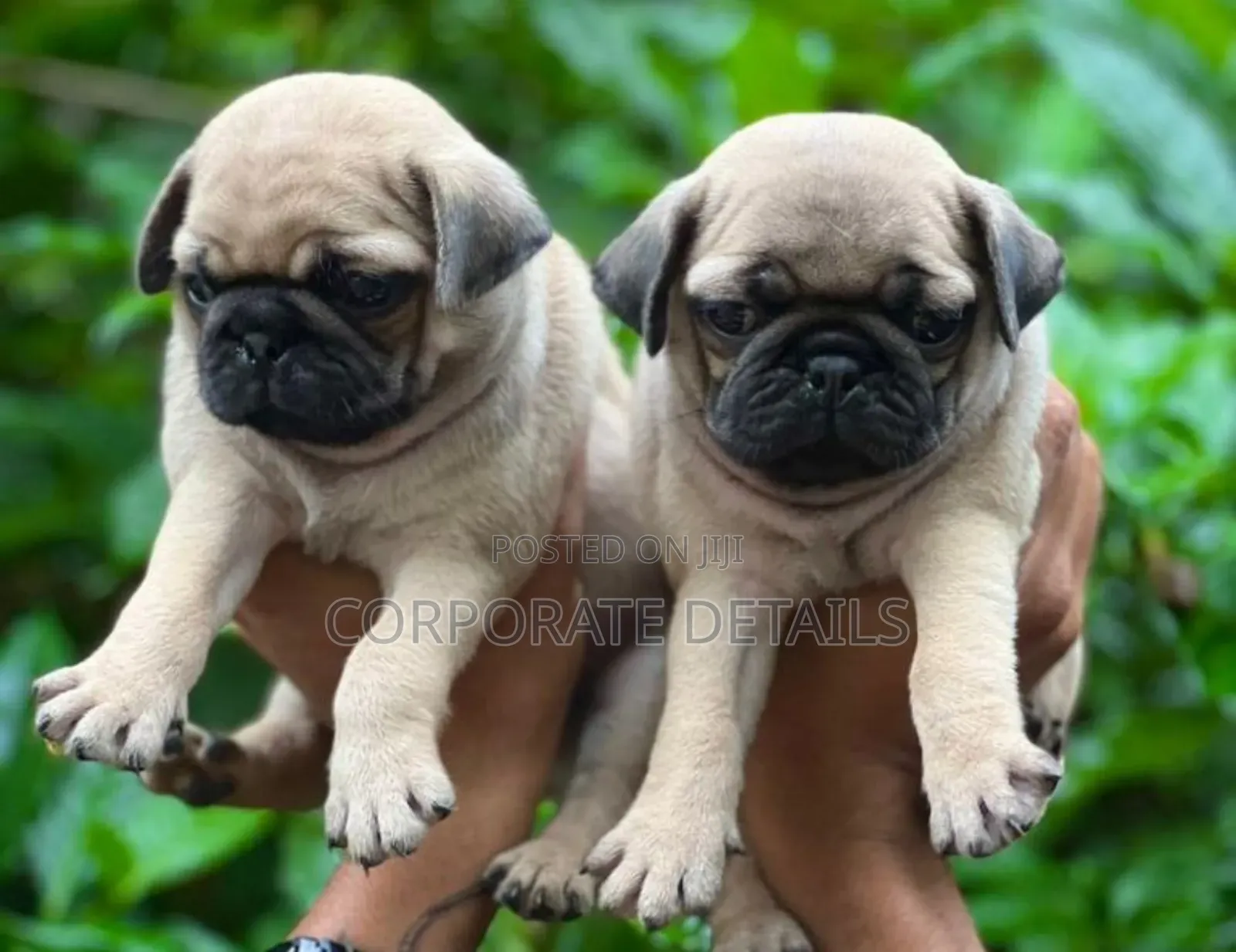 1-3 months Female Purebred Pug