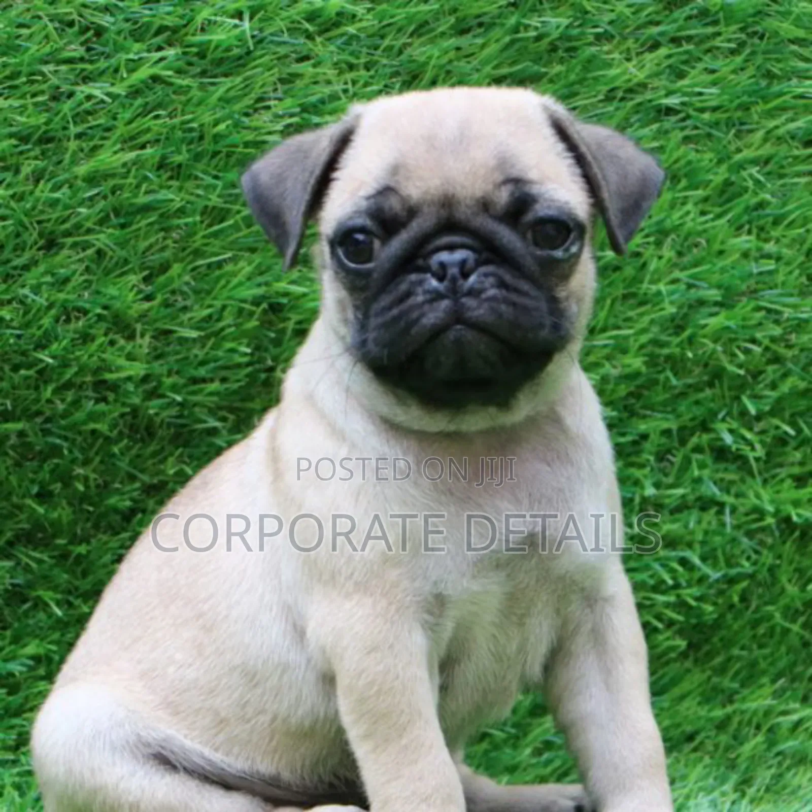 1-3 months Female Purebred Pug