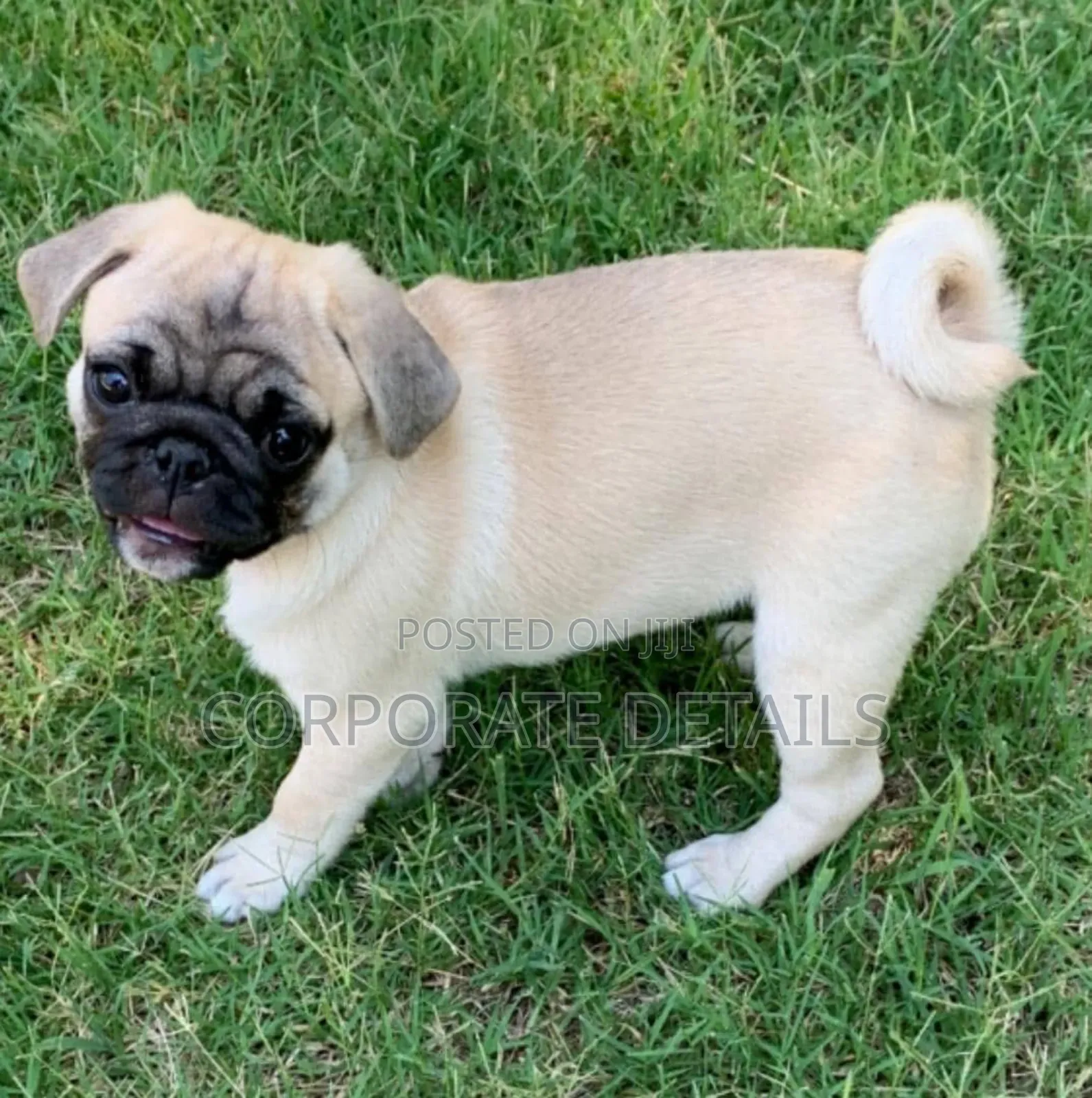 1-3 months Female Purebred Pug