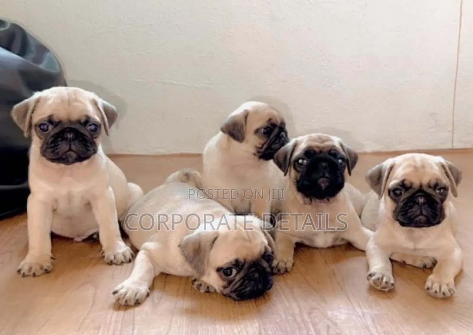 1-3 months Female Purebred Pug