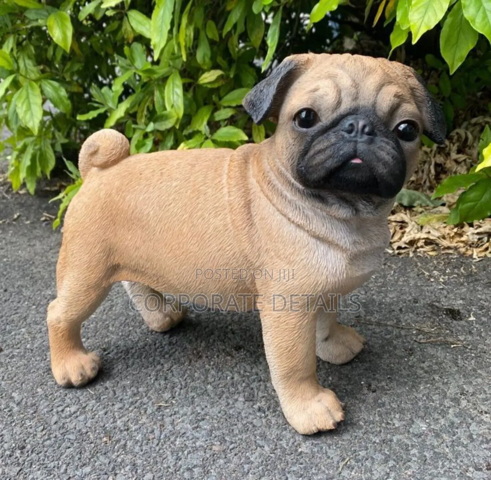 1-3 months Female Purebred Pug