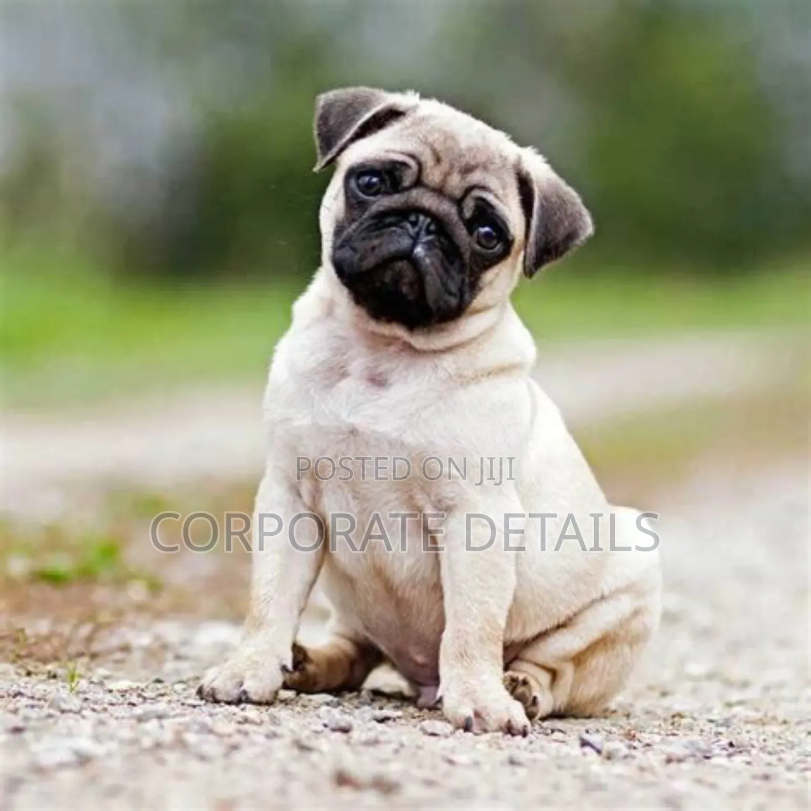 1-3 months Female Purebred Pug