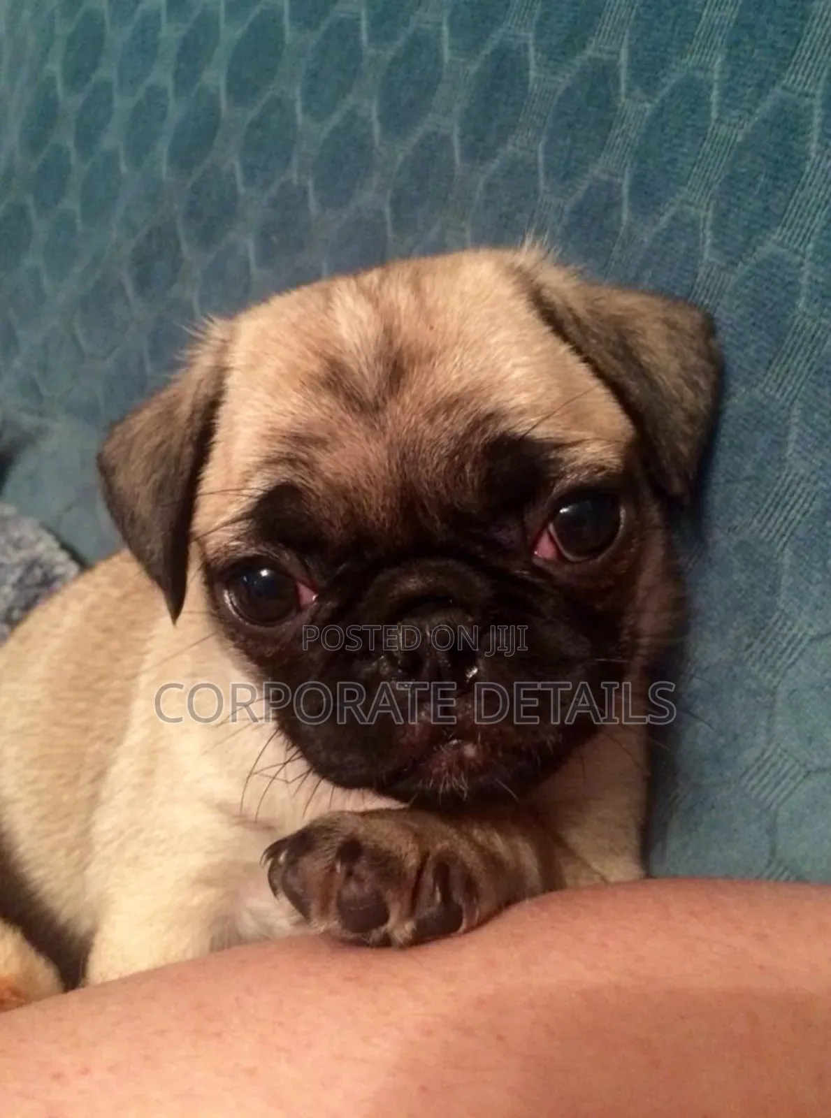 1-3 months Female Purebred Pug