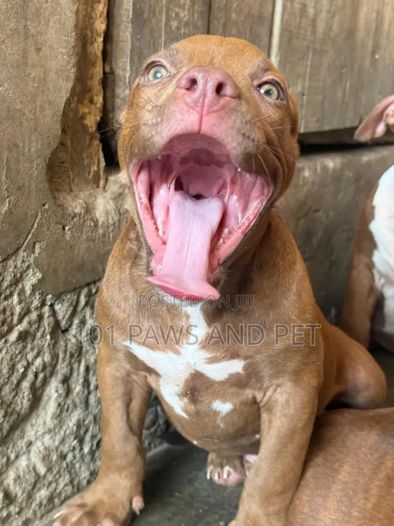 1-3 months Male Purebred American Pit Bull Terrier