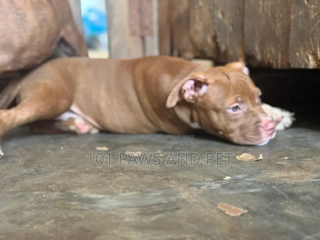 1-3 months Male Purebred American Pit Bull Terrier