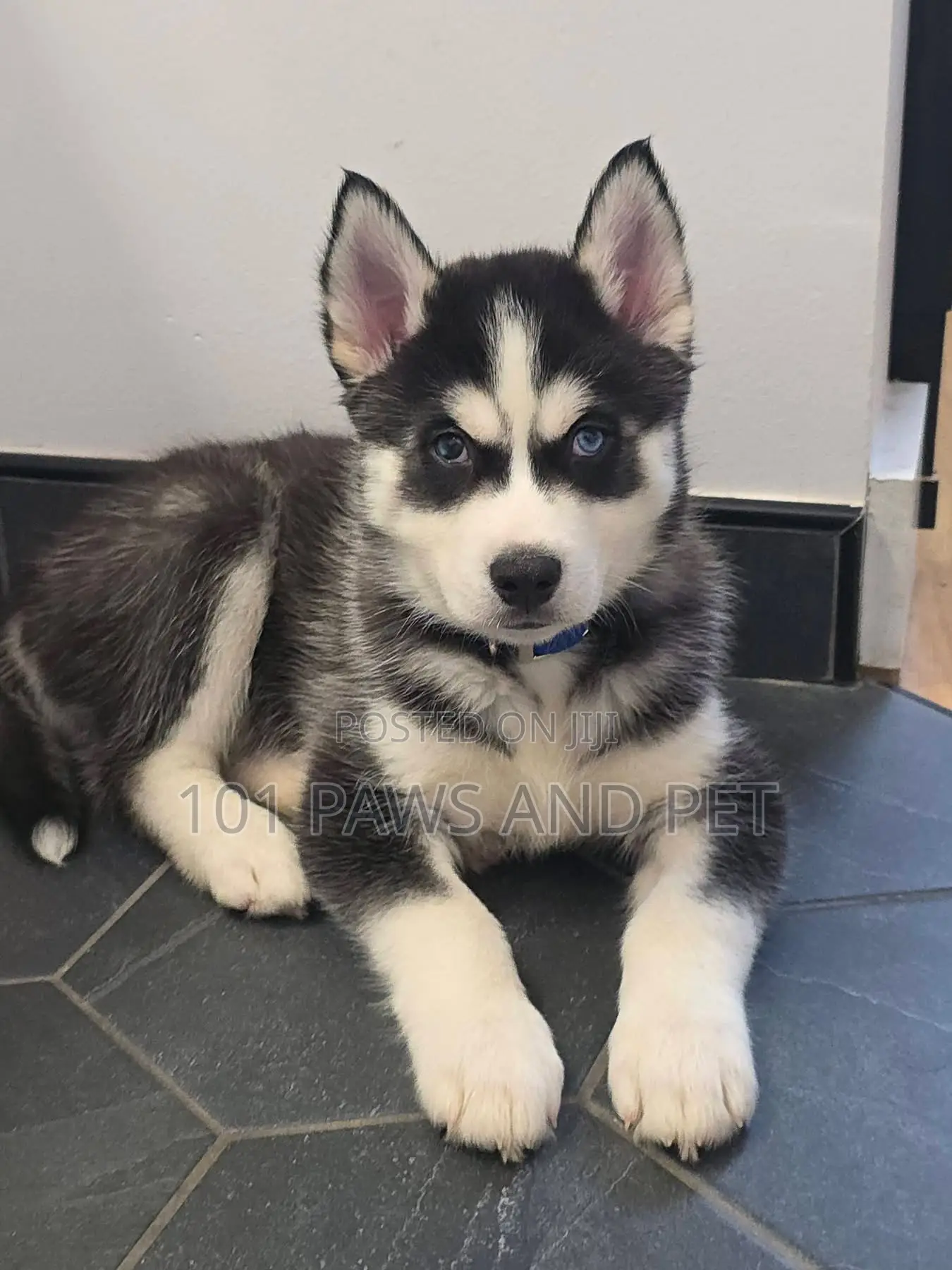 1-3 months Male Purebred Siberian Husky