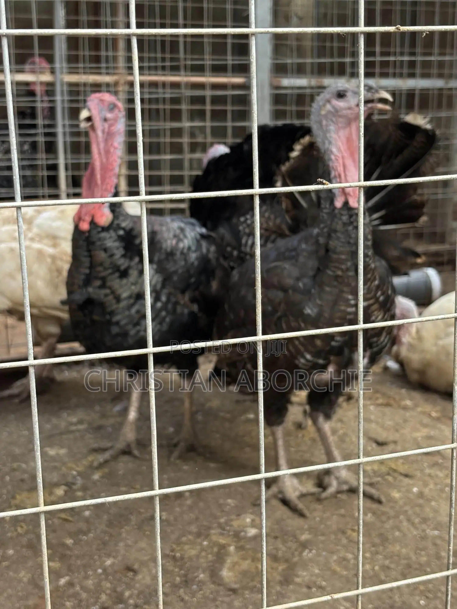 Turkey for Sale