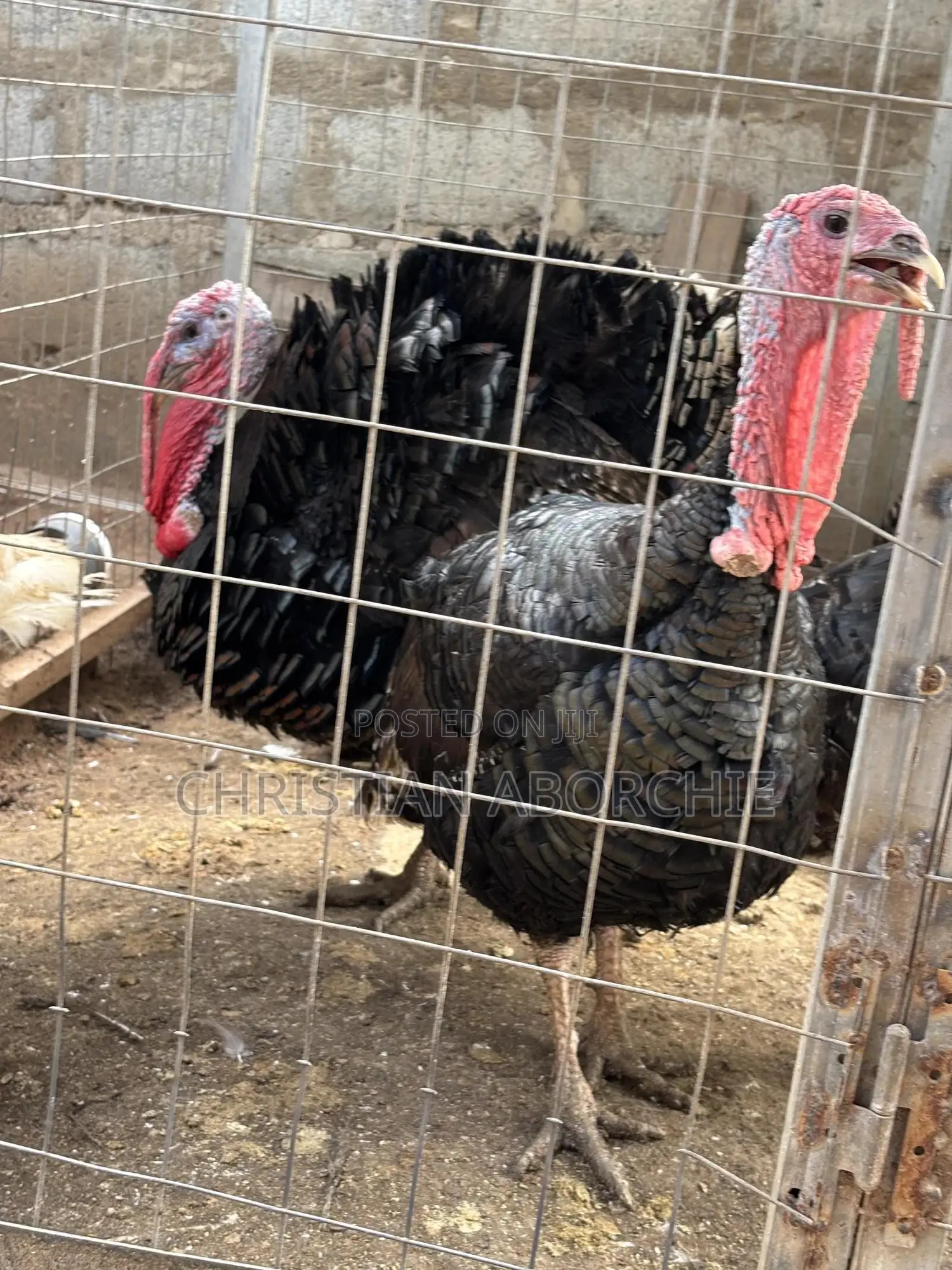 Turkey for Sale