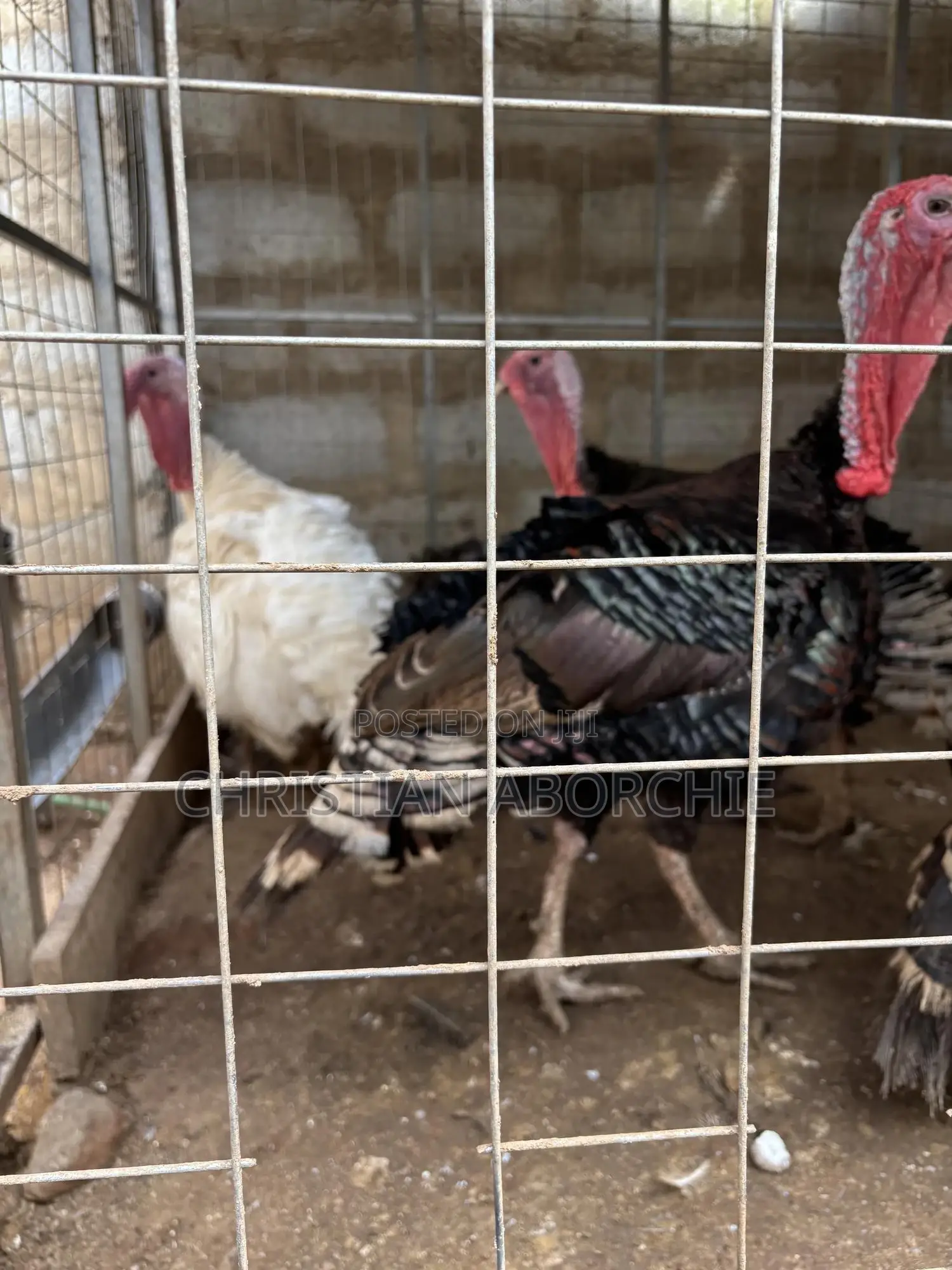 Turkey for Sale
