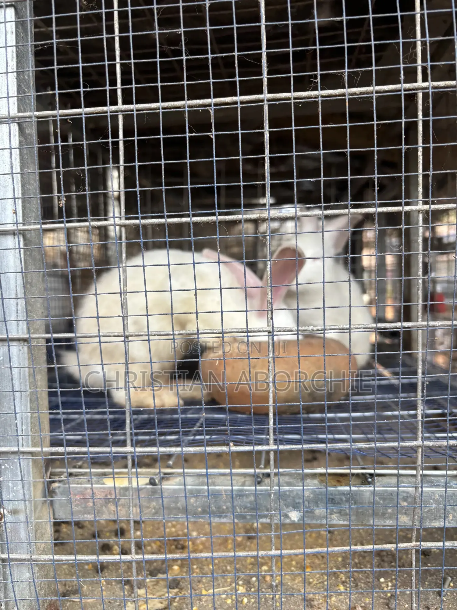 New Zealand White for Sale