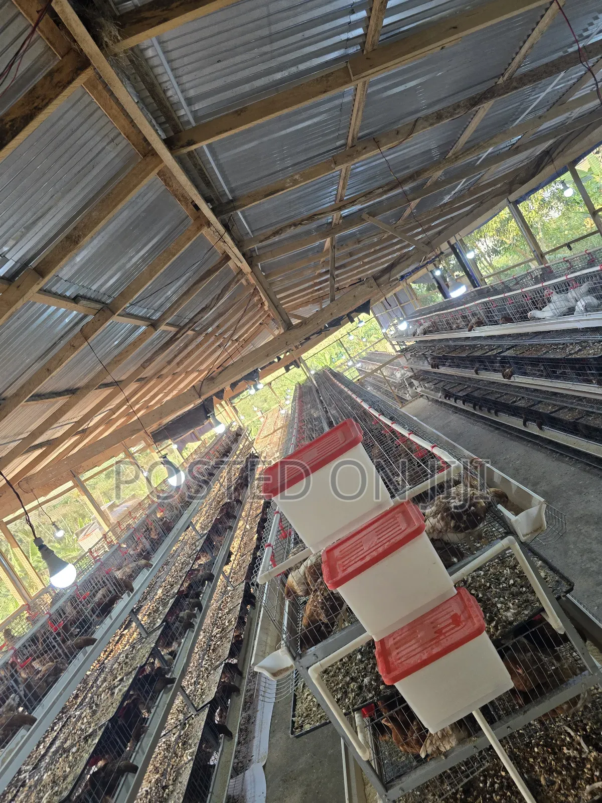 H-Type Battery Cage With Waste Tray