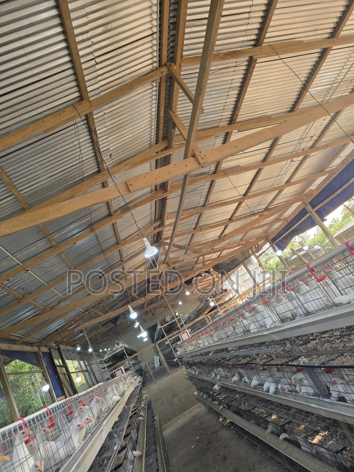 H-Type Battery Cage With Waste Tray