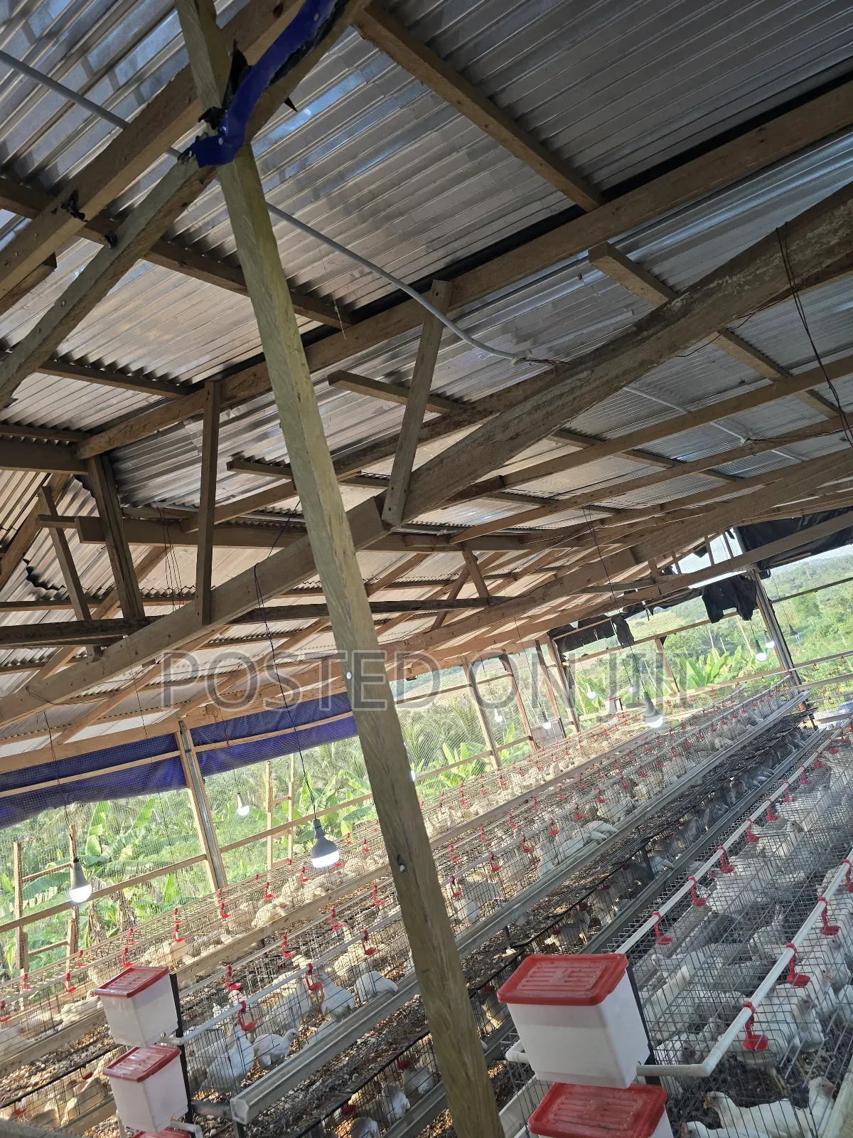 H-Type Battery Cage With Waste Tray