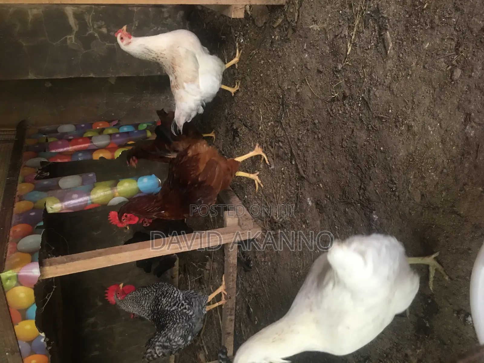 Fertile Eggs