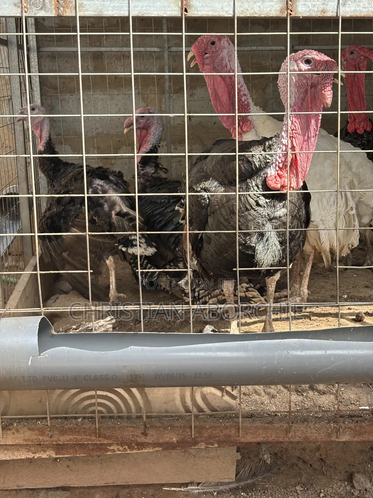 Turkey for Sale