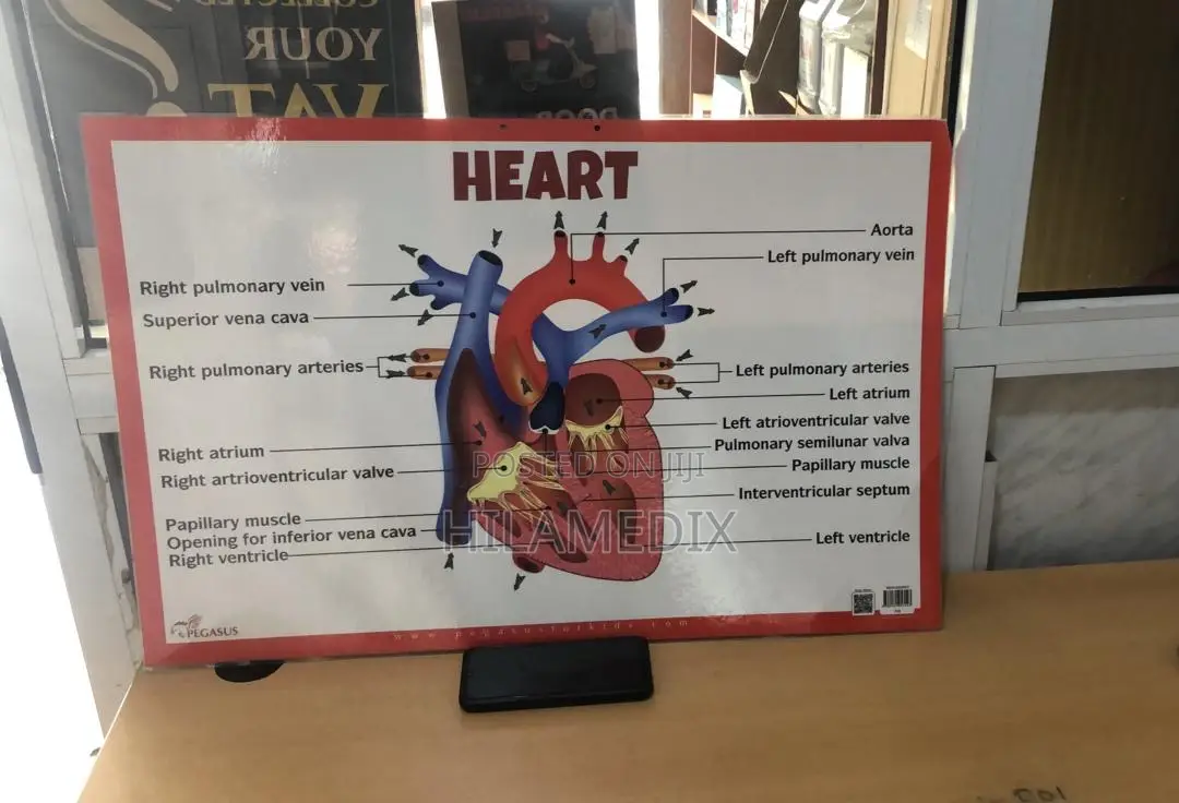 Anatomical Charts / Educational Posters (Diagrams)