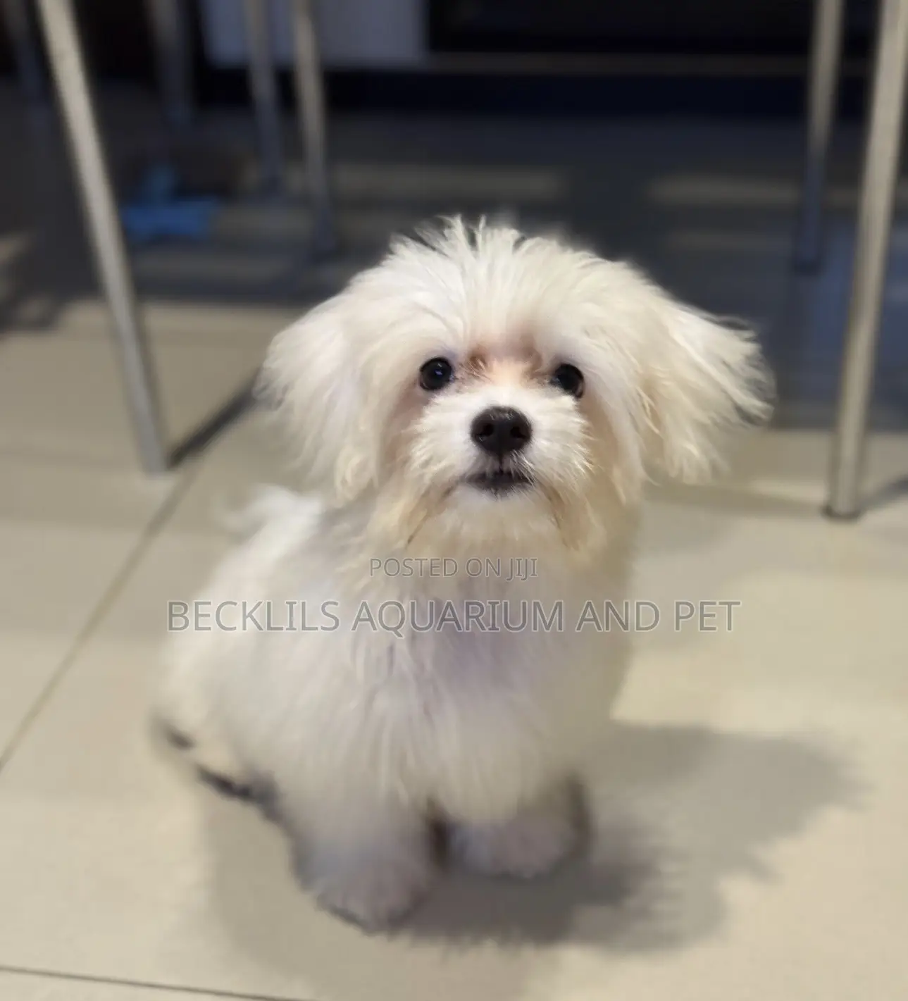 3-6 months Female Purebred Maltese
