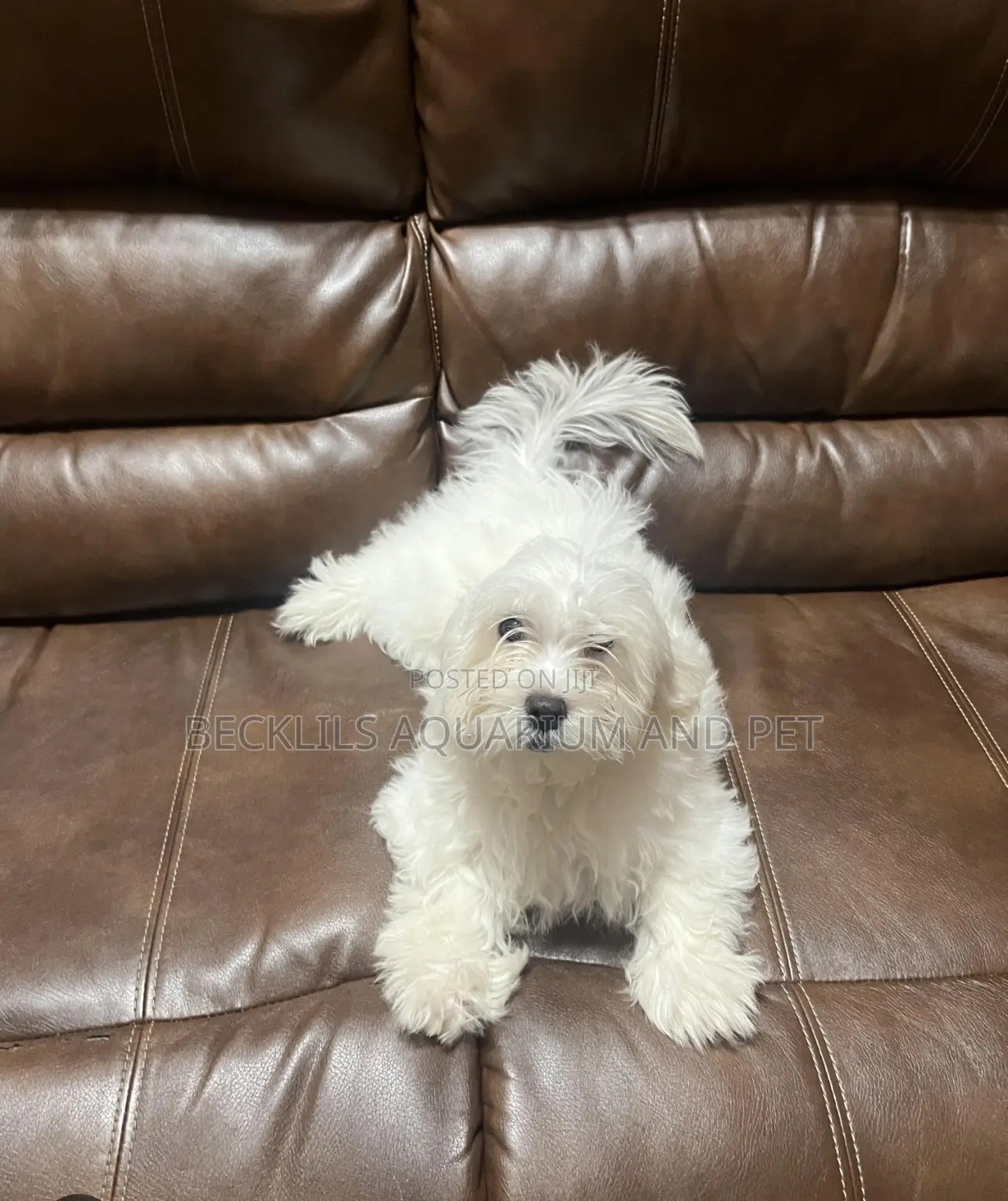 3-6 months Female Purebred Maltese