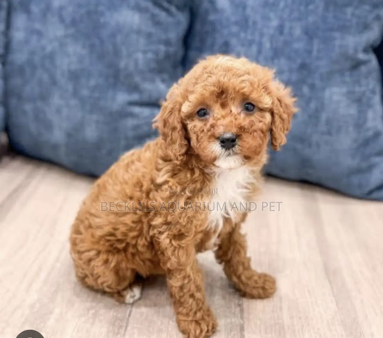 1-3 months Male Purebred Maltese