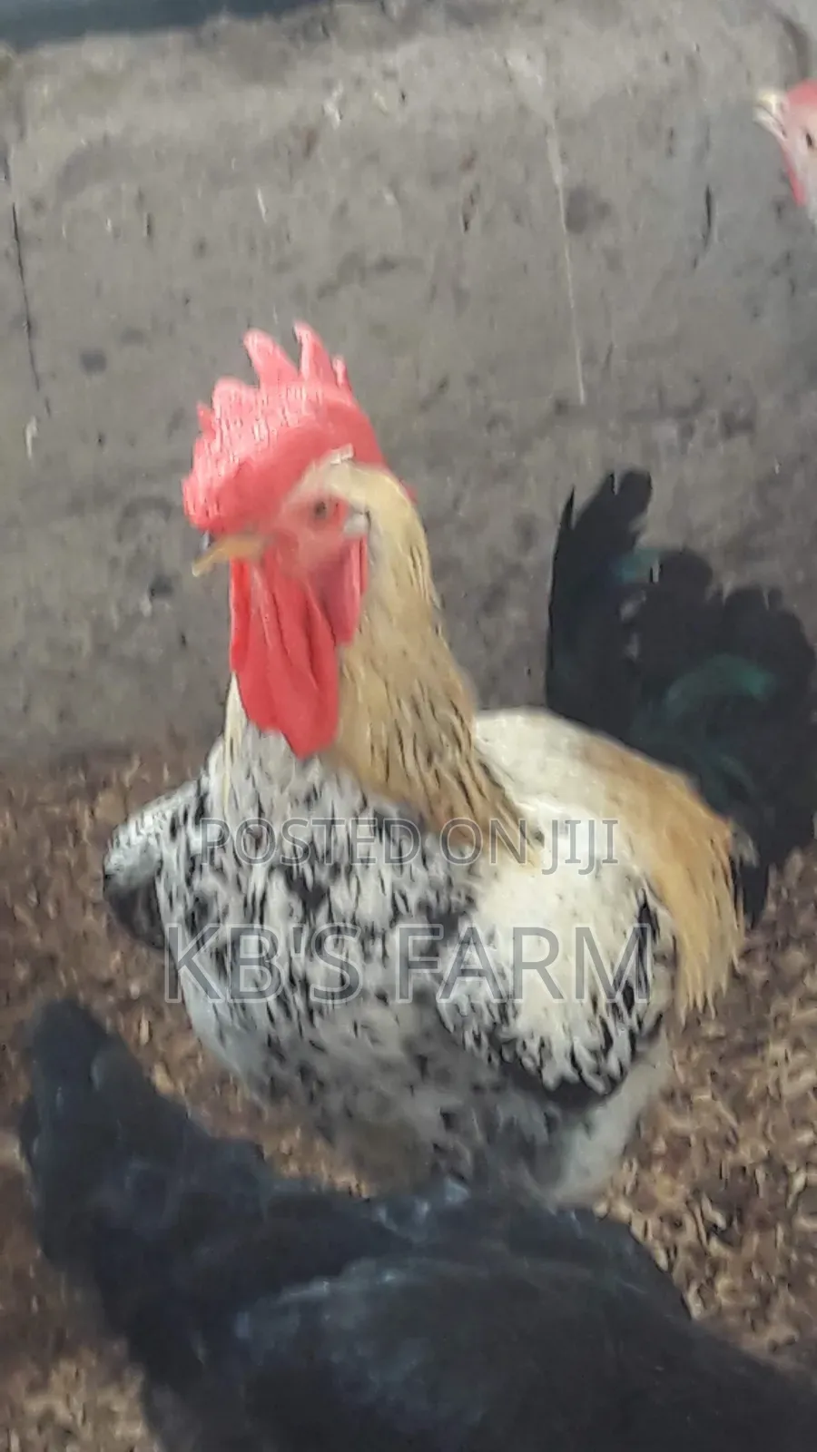 Matured Birds for Sell