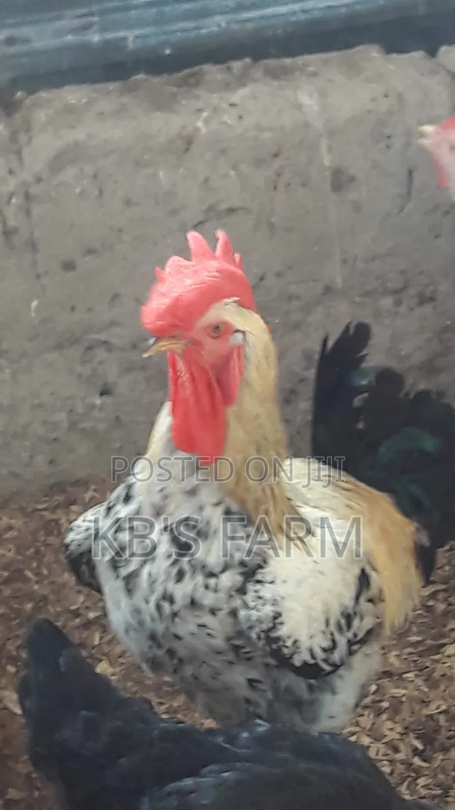 Matured Birds for Sell