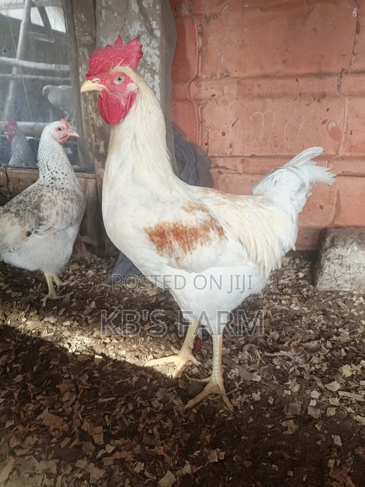 Matured Birds for Sell