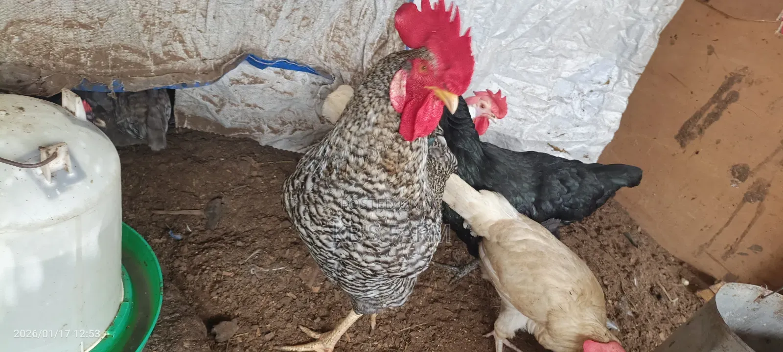 Matured Birds for Sell