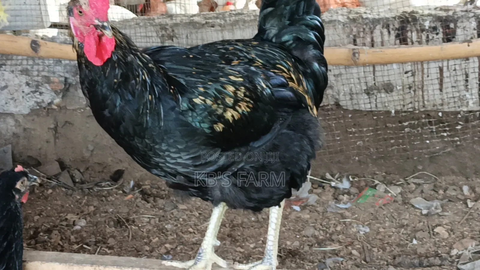 Matured Birds for Sell