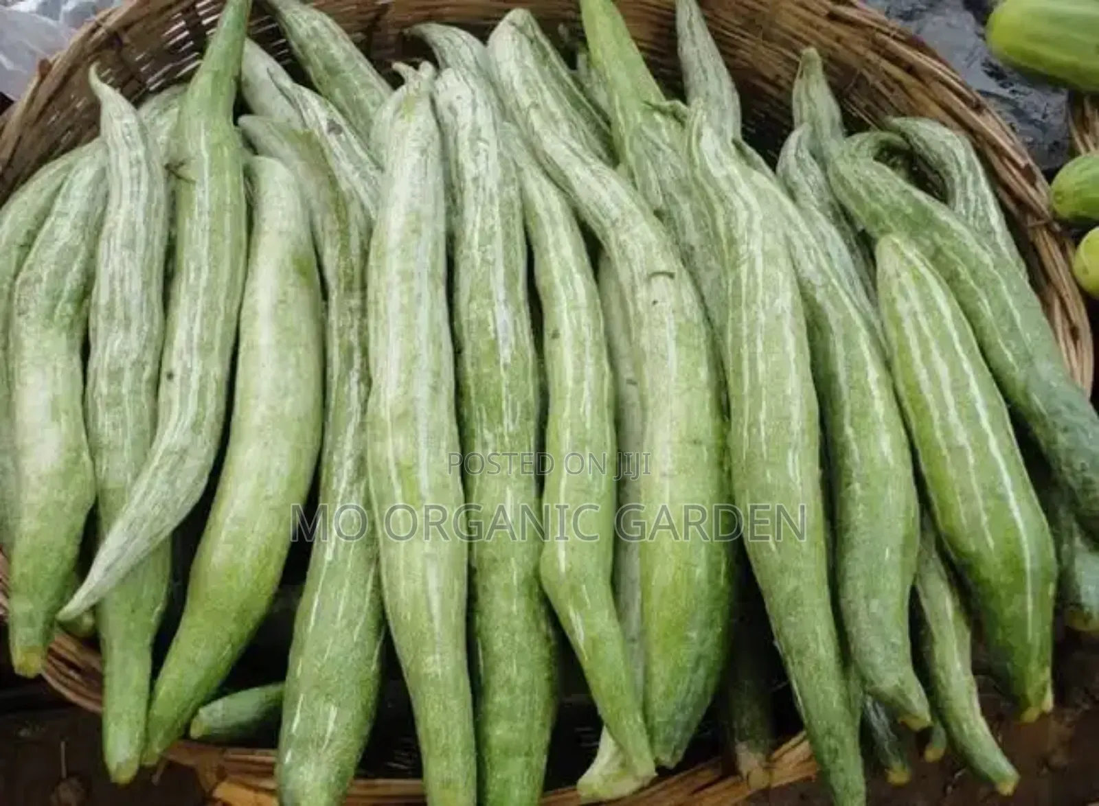 Snake Gourd Seeds –40 Seeds for 50 Cedis