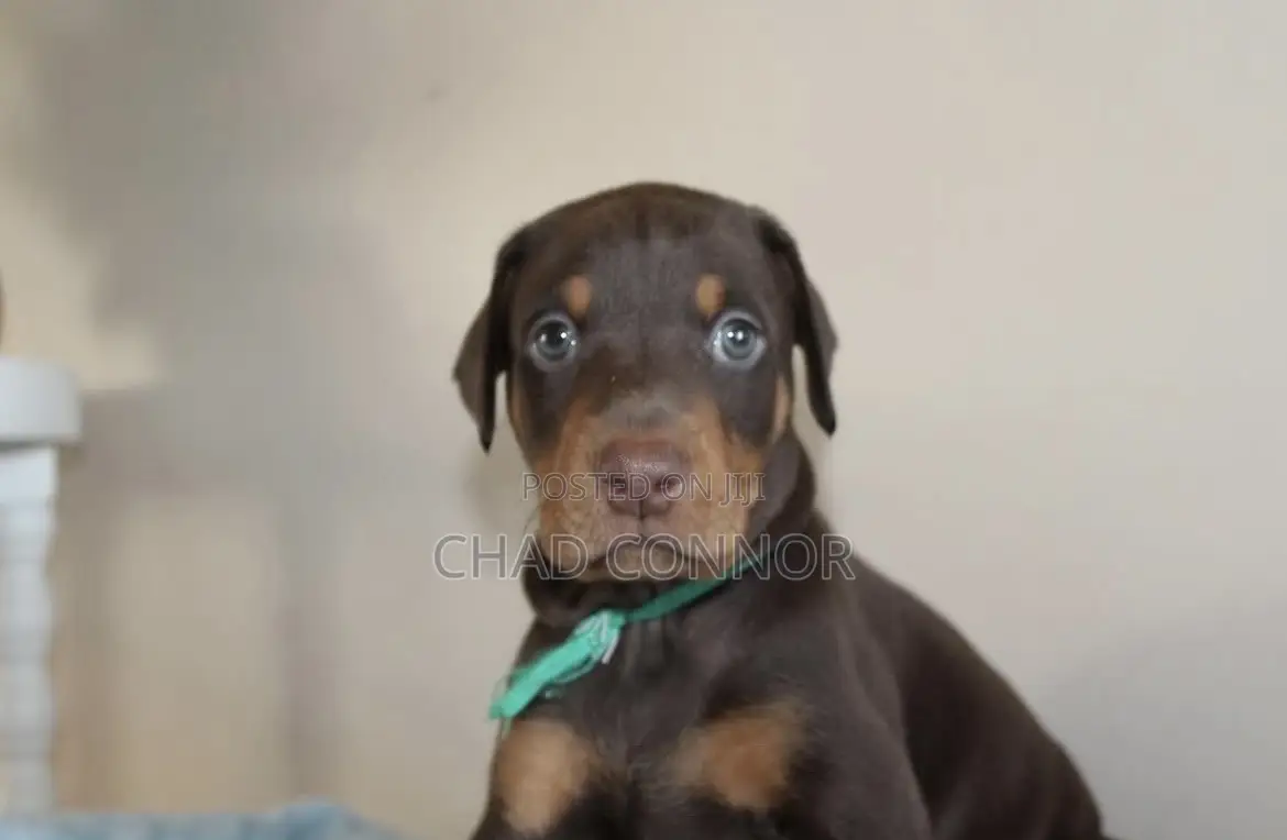 1-3 months Female Purebred Doberman Pinscher