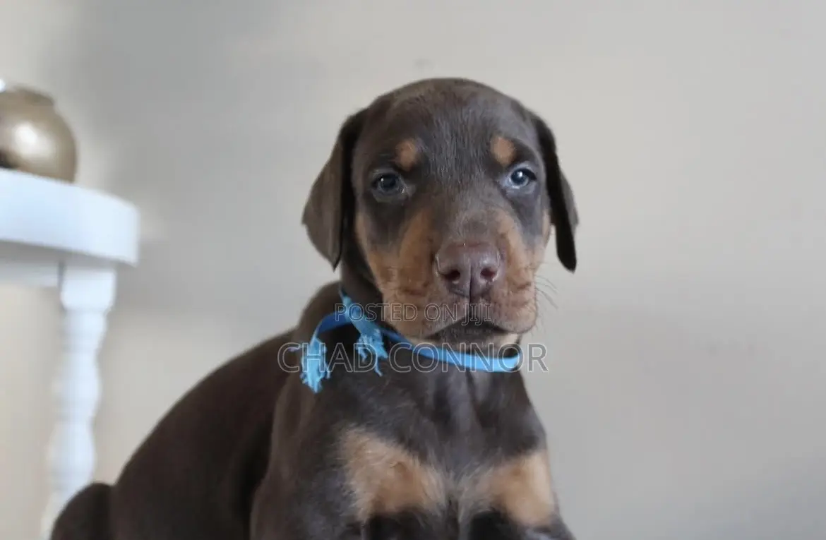 1-3 months Female Purebred Doberman Pinscher