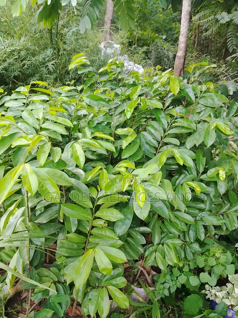 Soursop For Sale