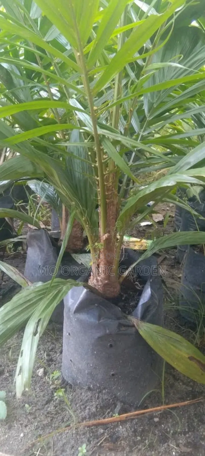 Hybrid Tenera Palm Tree Plant Seedling