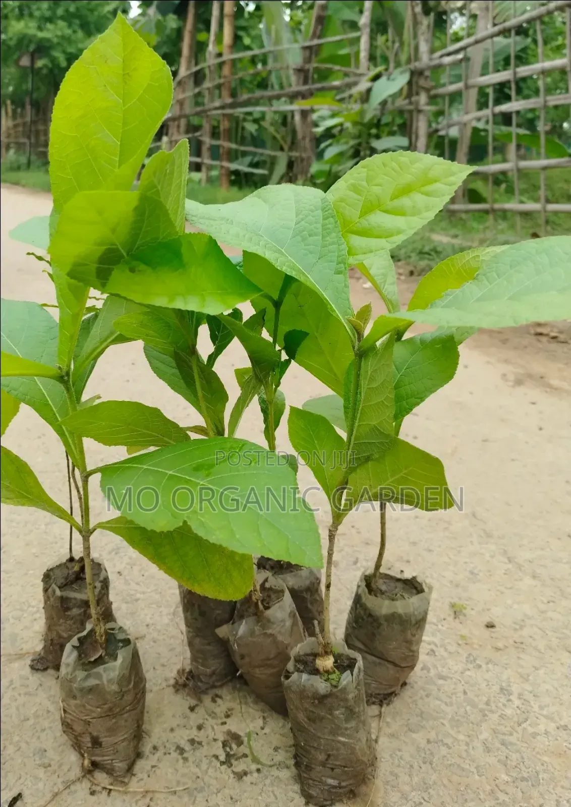 Organic Teak Seedling– Naturally Grown Healthy