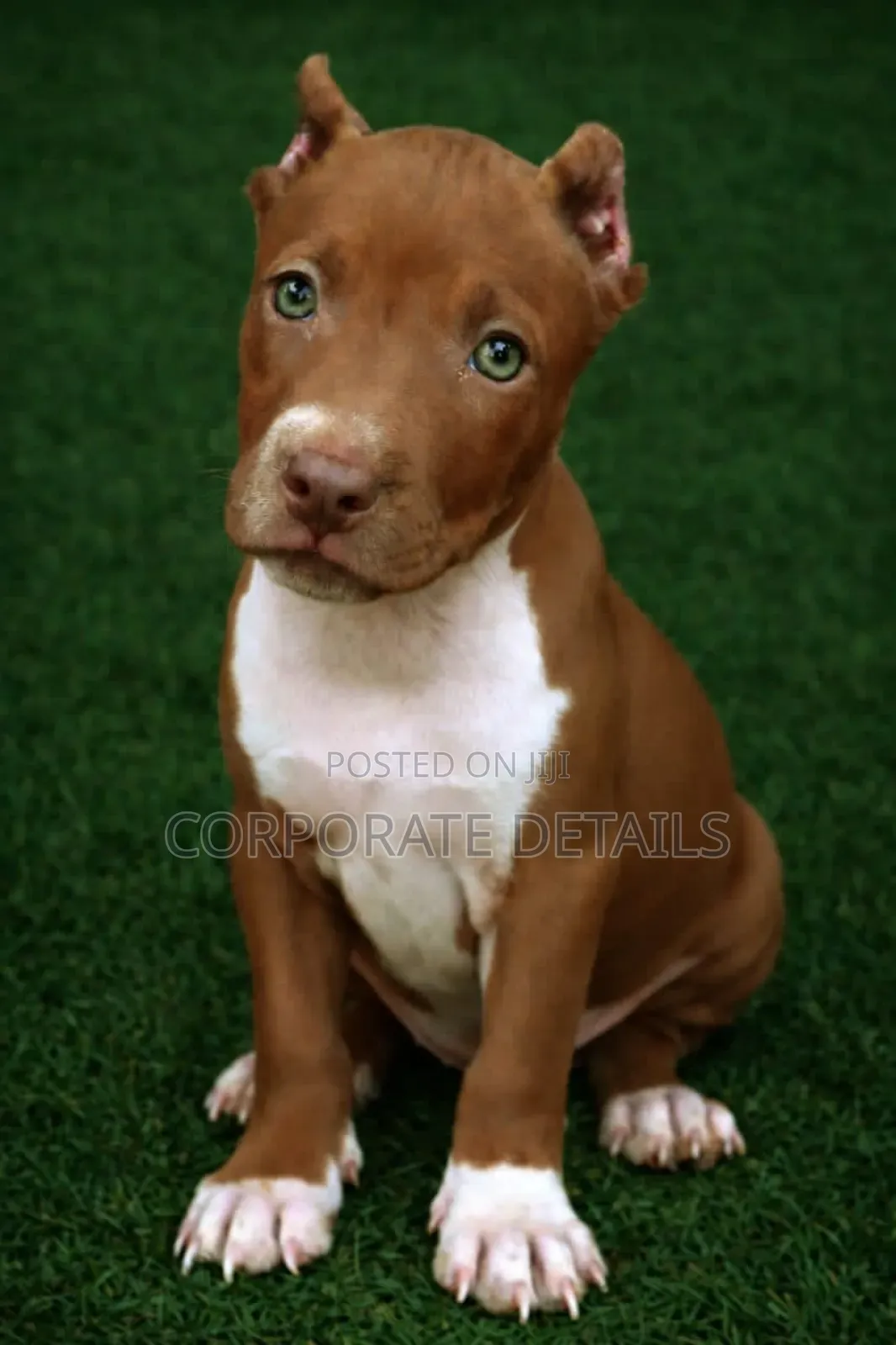 1-3 months Male Purebred American Pit Bull Terrier