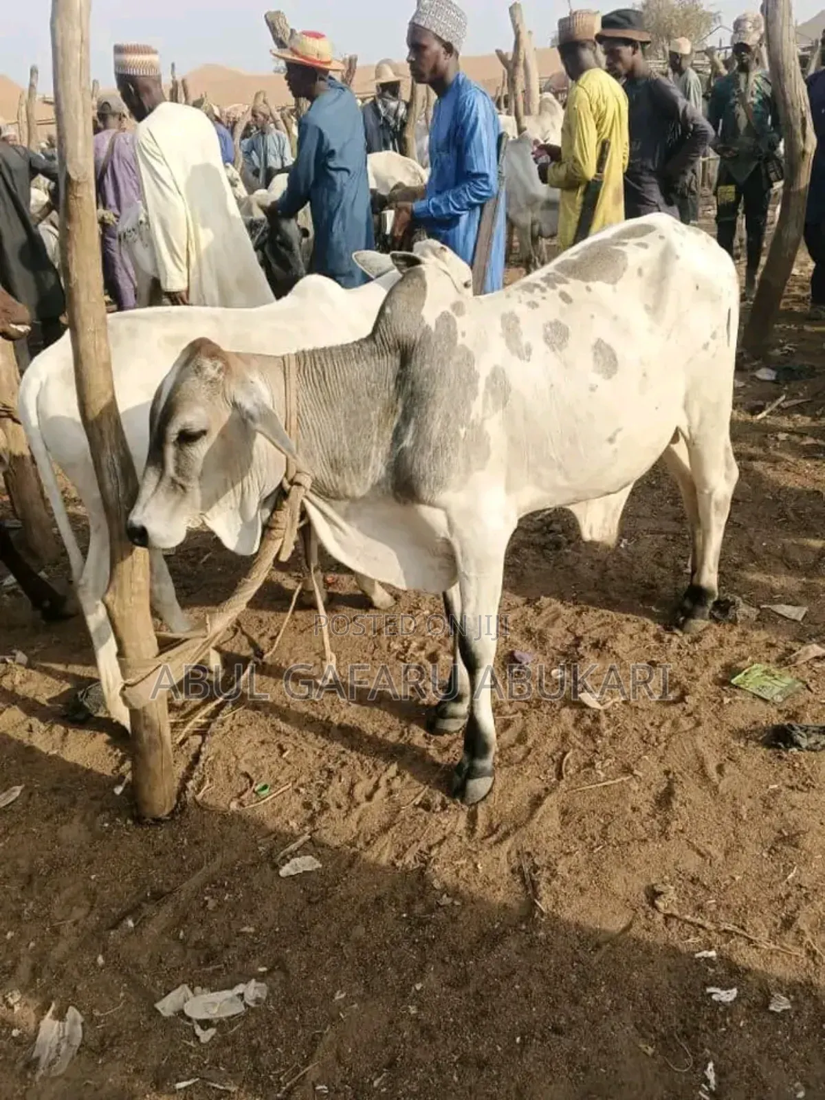Young Cows