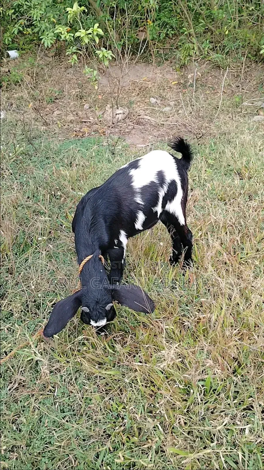 Young Female Goat
