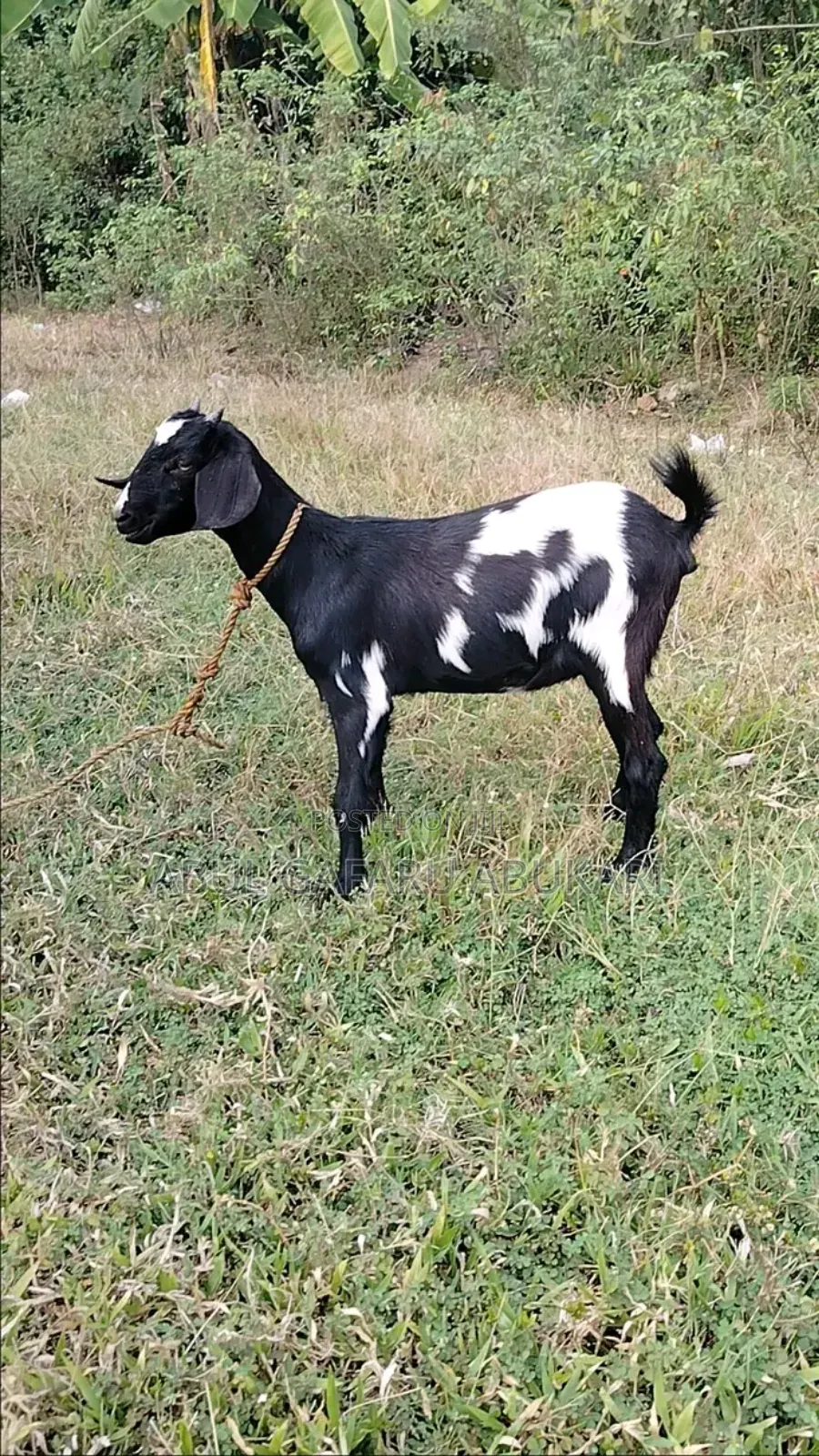 Young Female Goat