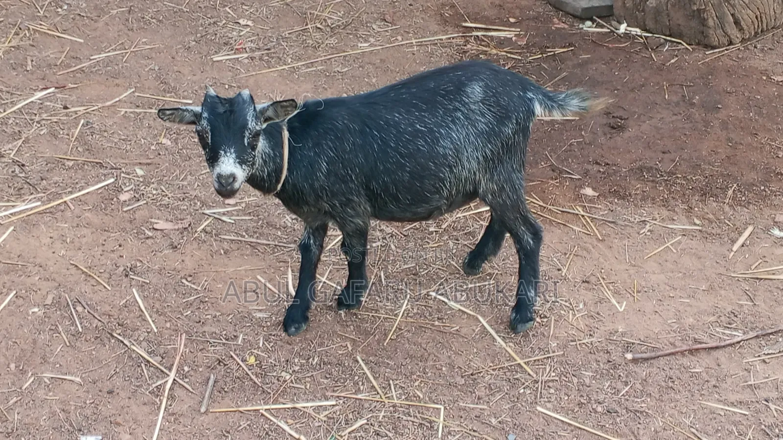 Young Female Goat