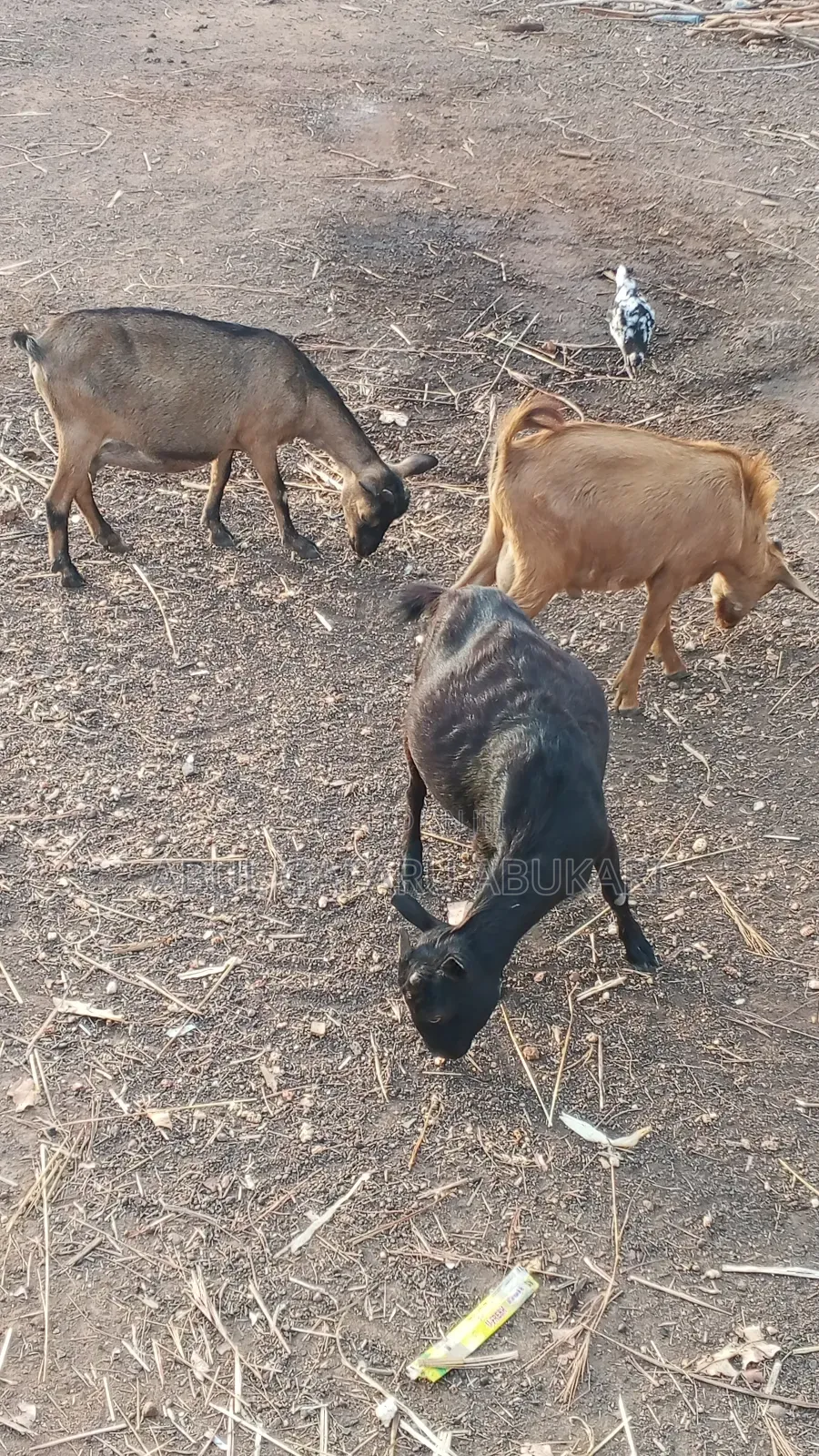 Young Female Goat