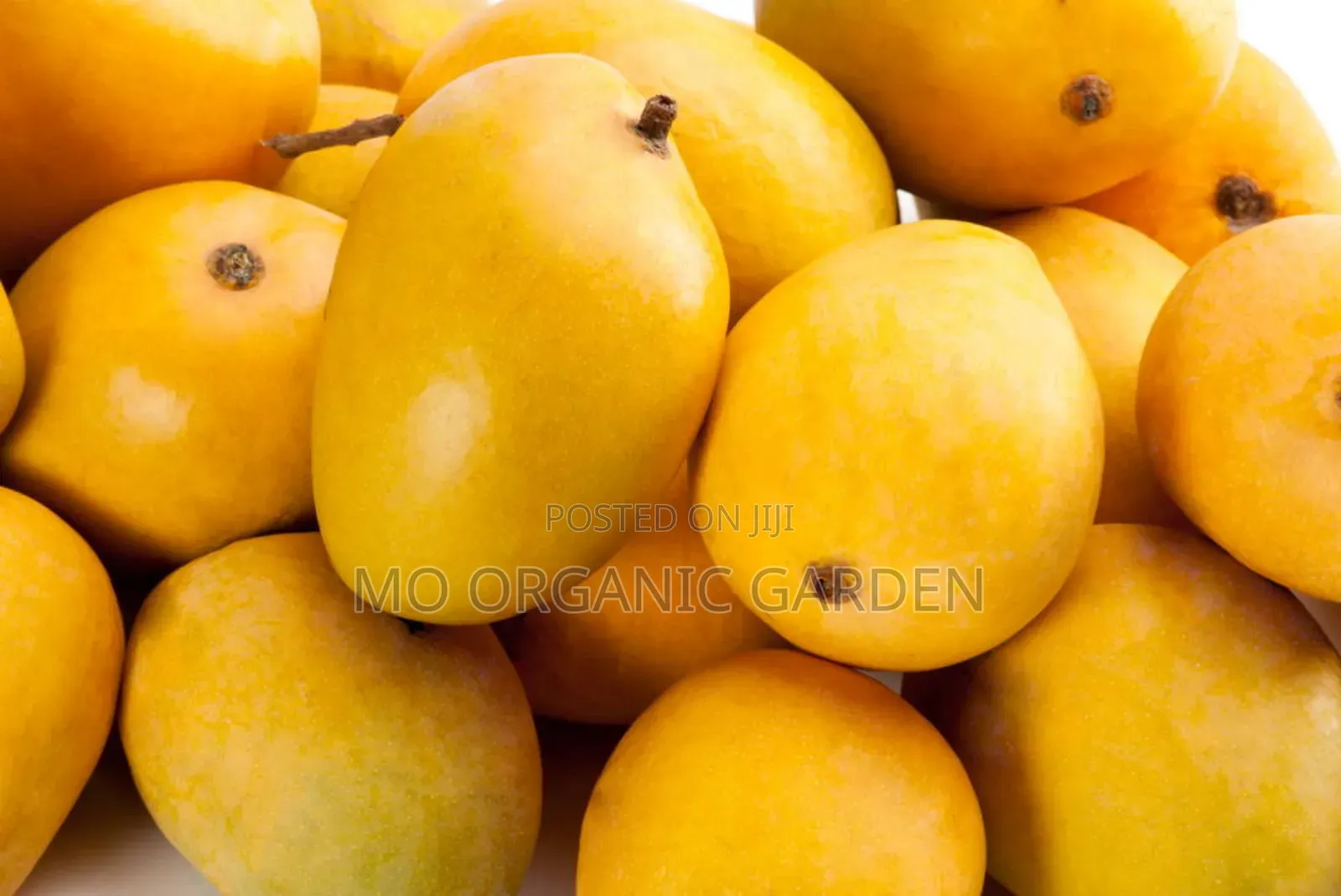 Alphonso Mango Plant Seedling