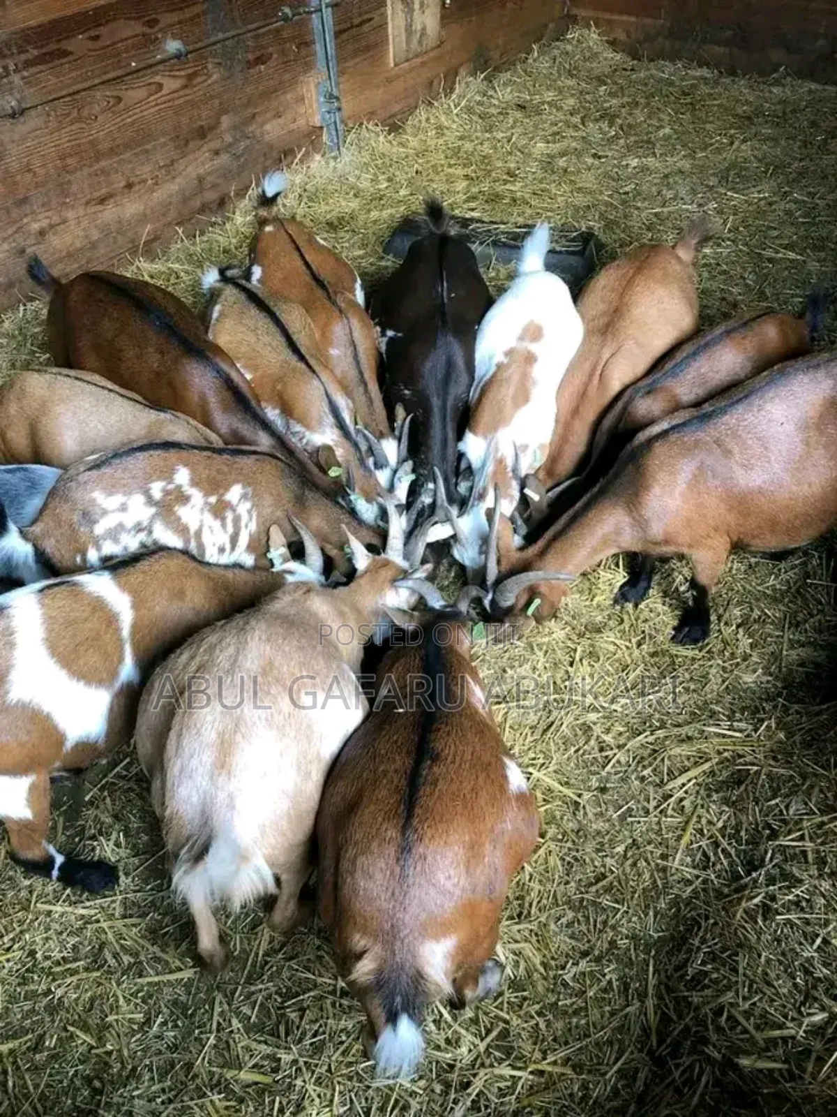 Very Healthy Pregnant Goat