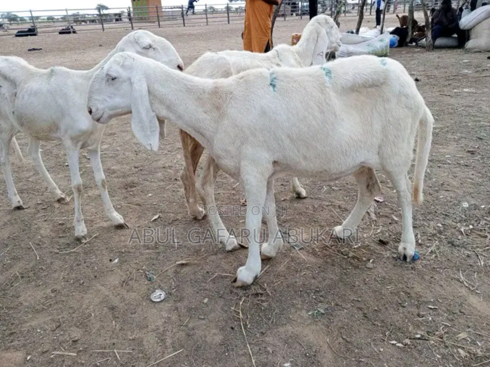 Pure Balami Female Sheep