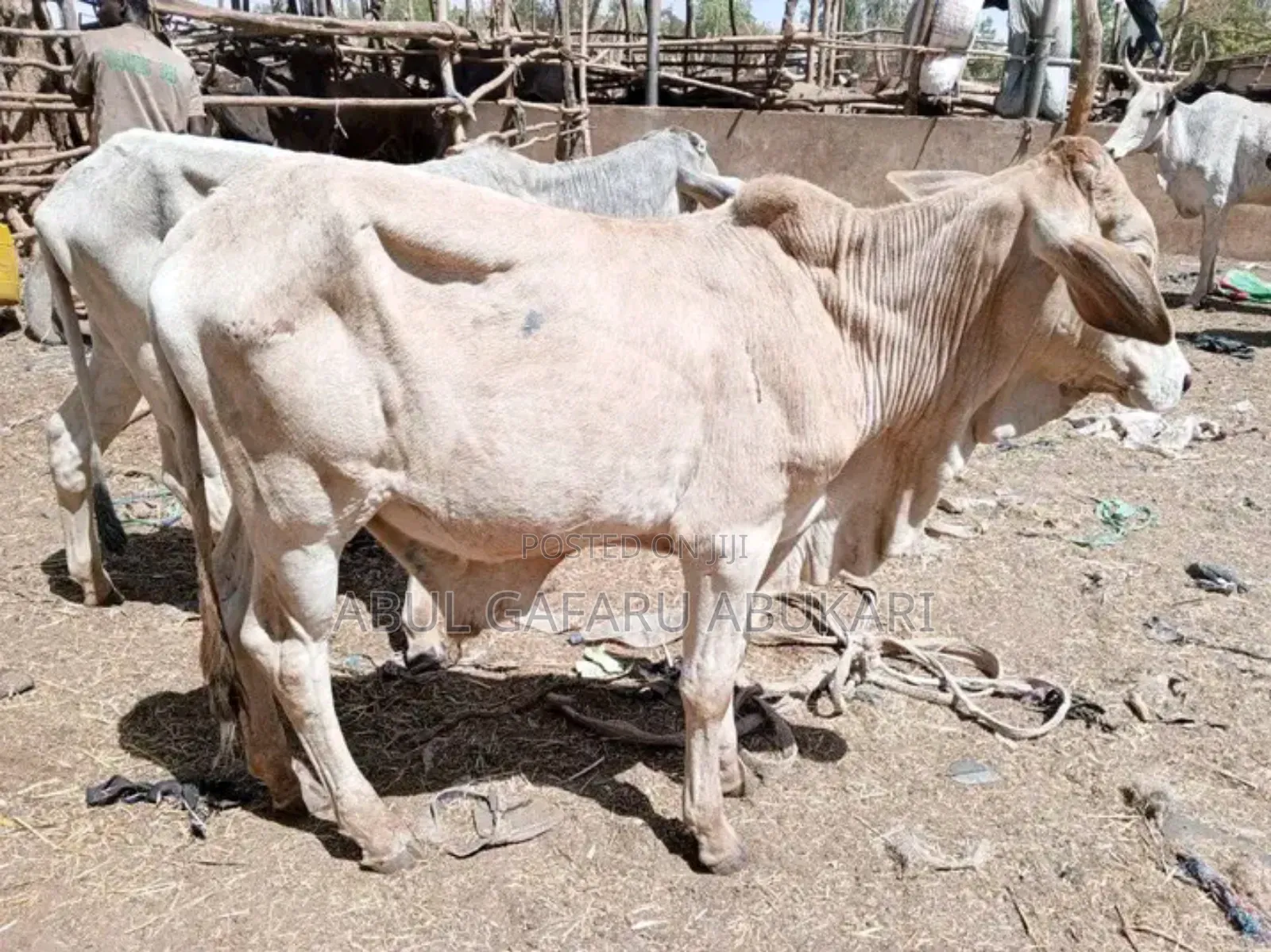 Female Cow's