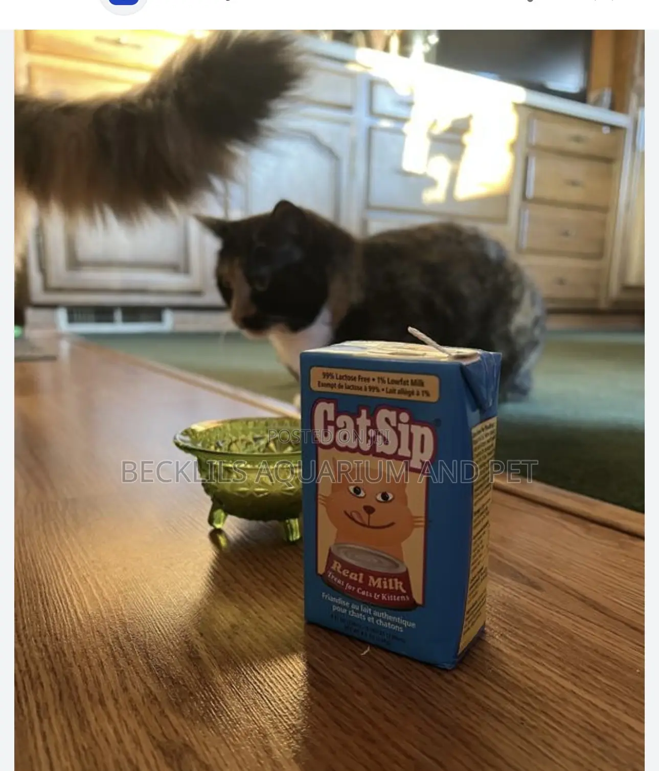 Catsip Milk for Kitten
